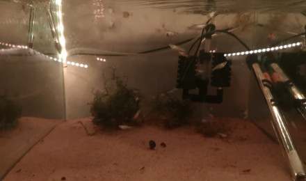 aquarium Stock jeune  guppy red cherry