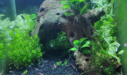 aquarium Amtra 20L