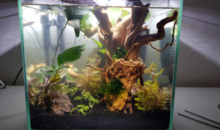 aquarium 33l betta