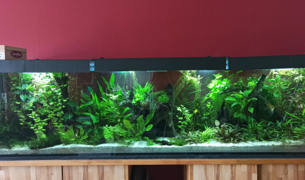 aquarium 1000L Scalaires
