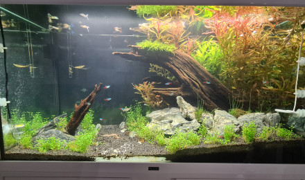aquarium 200 l