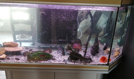 aquarium cichlidè