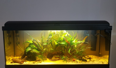aquarium Sweet River