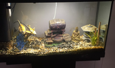 aquarium Macé florian