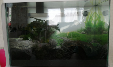 aquarium Combattant