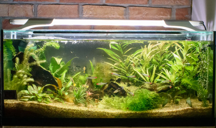 aquarium Amazonien Amérique du sud