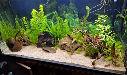 aquarium 300 L amazonien