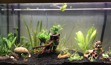 aquarium Maison