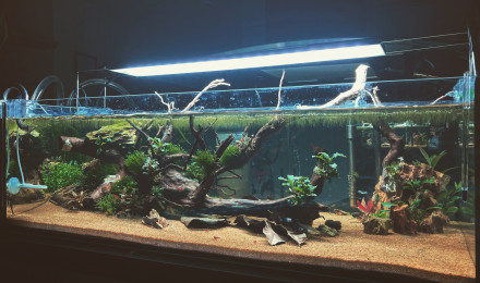 aquarium Shallow Tank 80L