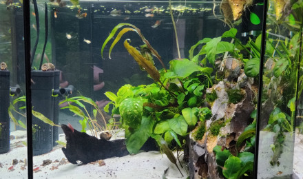 aquarium LITTLE BEACH