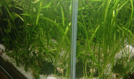 aquarium Aqualand alevins xiphos