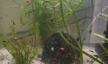 aquarium Aqualand alevins xiphos 2