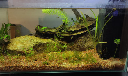 aquarium Home25