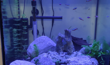 aquarium Aquadisio 130 litres