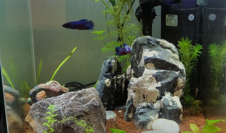 aquarium 30 litres betta