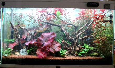 aquarium Hard Rock Communautaire