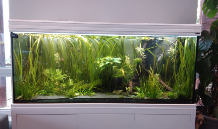aquarium Presque amazonien