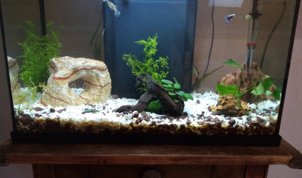 aquarium 1er Aquarium