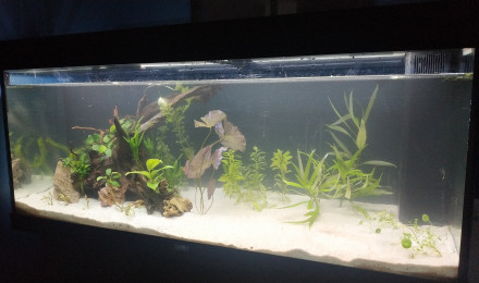 aquarium Rio Norte