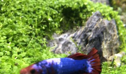 aquarium Cuve nue 120L