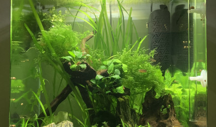 aquarium Nano Aquarium 60