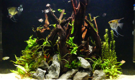 aquarium Amazon Osaka