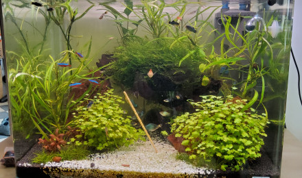 aquarium 70l