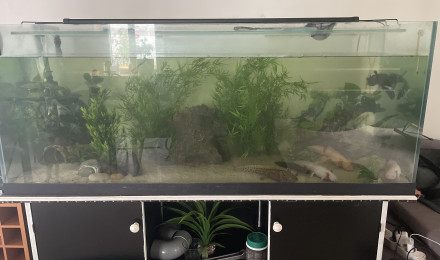 aquarium Forêt tropicale