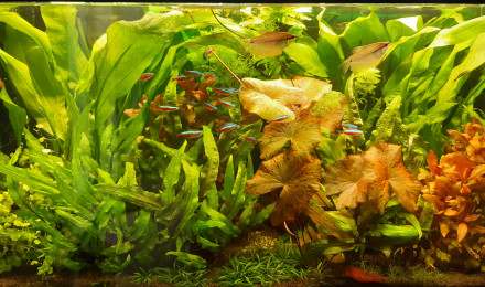 aquarium Aquarium Salon