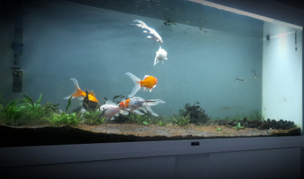 aquarium Les Cyprinidés