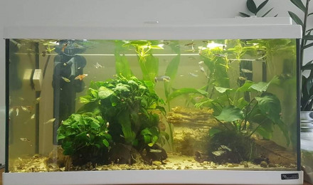 aquarium River flows