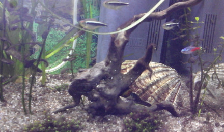 aquarium Goldi