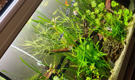 aquarium 300L