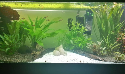 aquarium Juwel rio 240 black