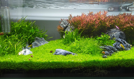 aquarium Neocaridina golden Line - 23 L