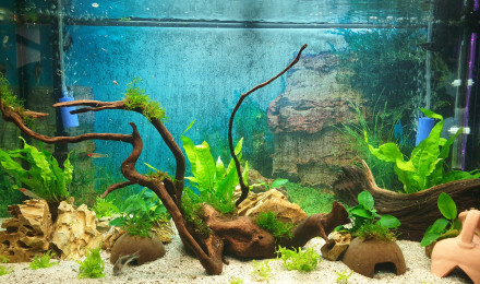 aquarium RIO 125