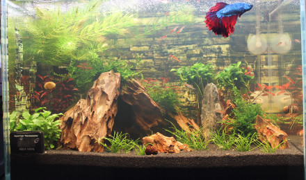 aquarium MON NANO
