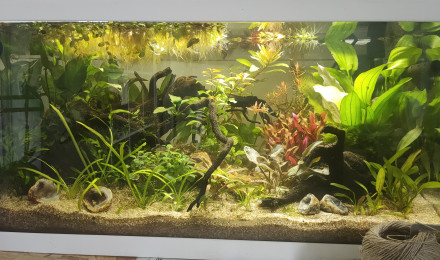 aquarium 60Litres