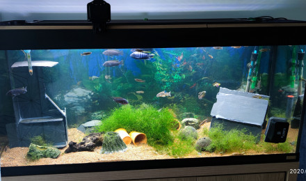 aquarium Communautaire