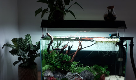 aquarium 60L betta splendens