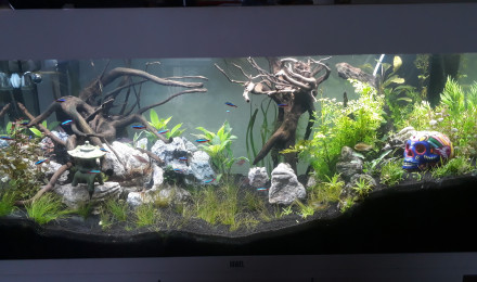 aquarium Canyon Amazonien