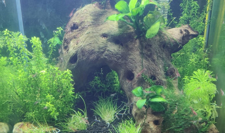 aquarium Amtra 20L