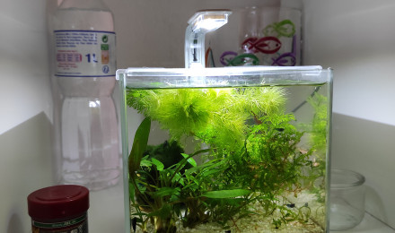 aquarium Pico 2 litres