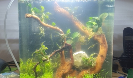 aquarium Nano 20l pour betta