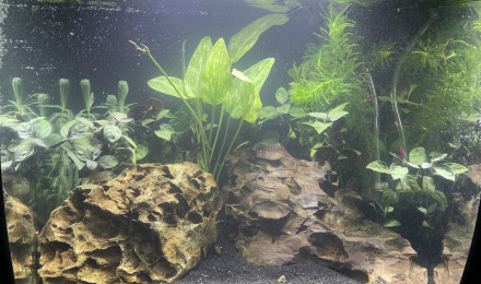 aquarium Nano aquarium