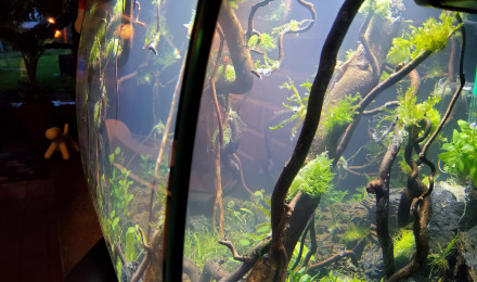 aquarium Jangala