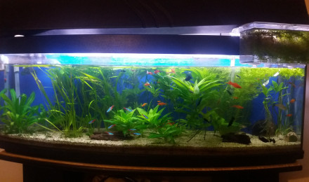 aquarium Mon aquarium communautaire