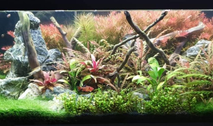 aquarium salon communautaire