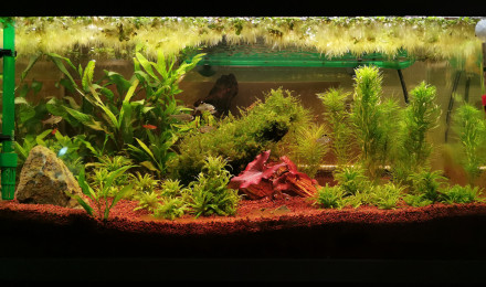aquarium Aquarium SERA SCAPER CUBE