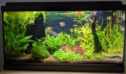 aquarium Sur la Route des Laves 60L